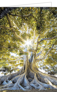 Blankokarte Baum