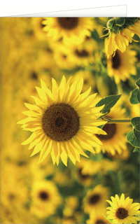Fotokarte Sonnenblumen.