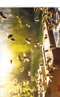 Blankokarte Bienen