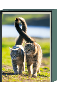 Blankokarte 6er Set 2 Katzen